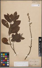 Foto von Salix cinerea L.